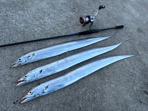 タチウオの釣果