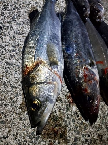 シーバスの釣果
