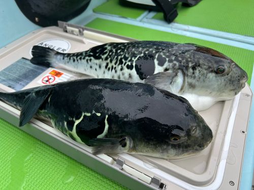 トラフグの釣果