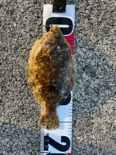 カレイの釣果