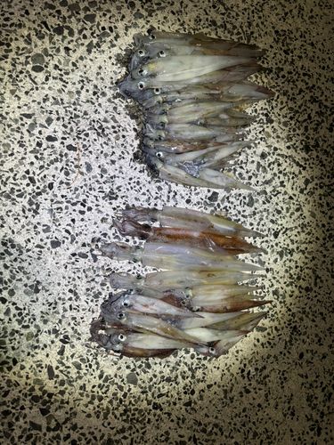 ヤリイカの釣果