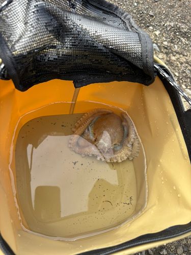 タコの釣果