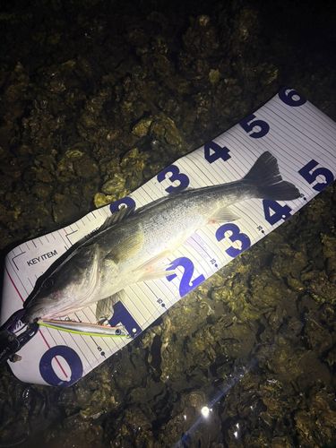 シーバスの釣果