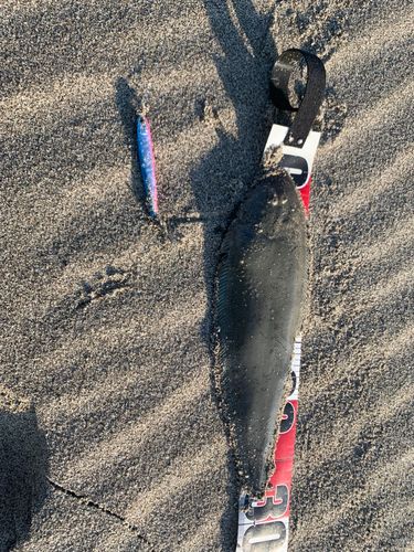 シタビラメの釣果