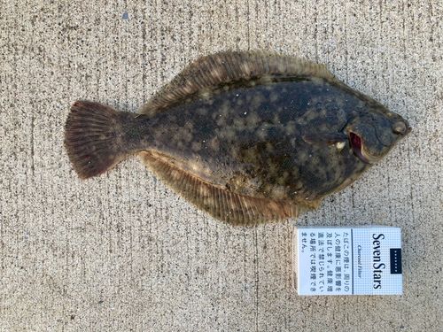 カレイの釣果