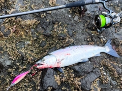 サクラマスの釣果