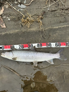 イトウの釣果