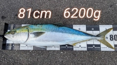 ブリの釣果