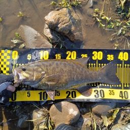 スモールマウスバス