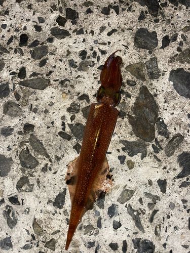 ヤリイカの釣果