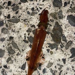 ヤリイカ