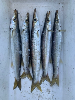カマスの釣果