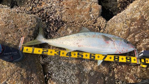 ヒラマサの釣果