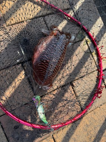 マツバイカの釣果