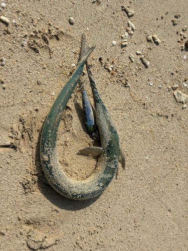 リュウキュウダツの釣果