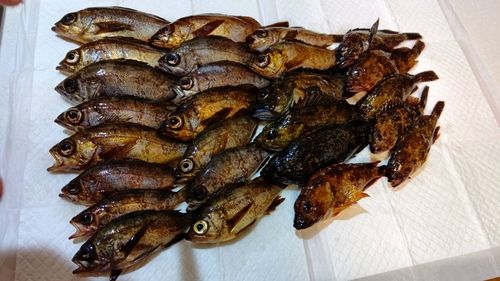 メバルの釣果