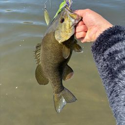 スモールマウスバス