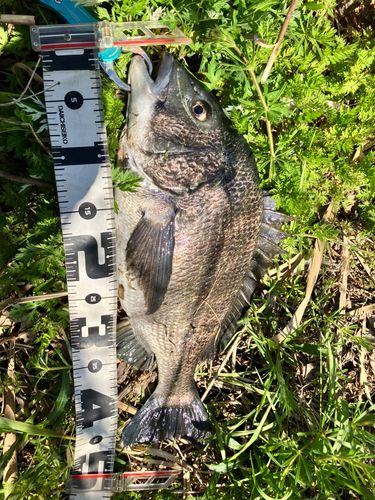 クロダイの釣果