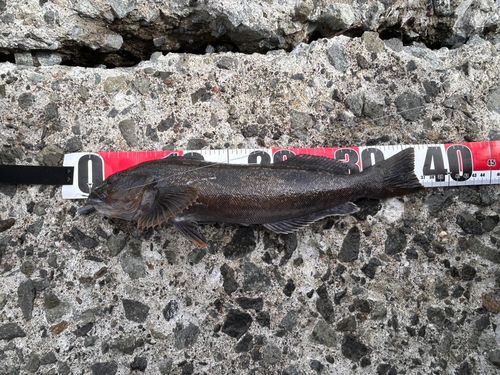 アイナメの釣果