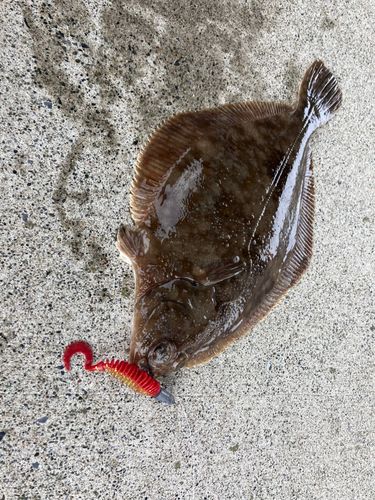 カレイの釣果