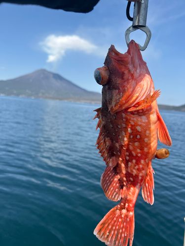 ウッカリカサゴの釣果