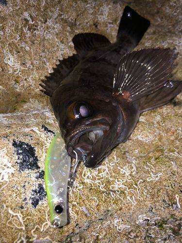 アカメバルの釣果