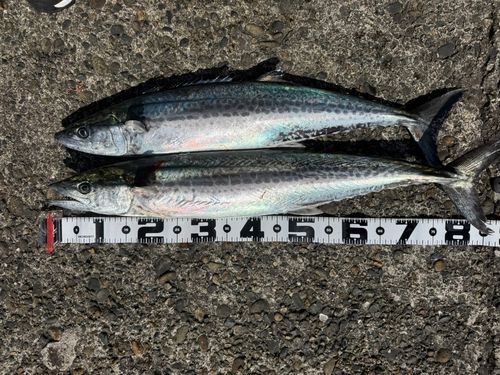 サワラの釣果