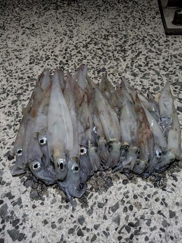 ヤリイカの釣果