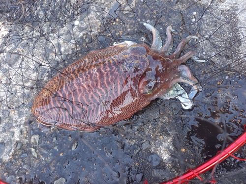 コウイカの釣果