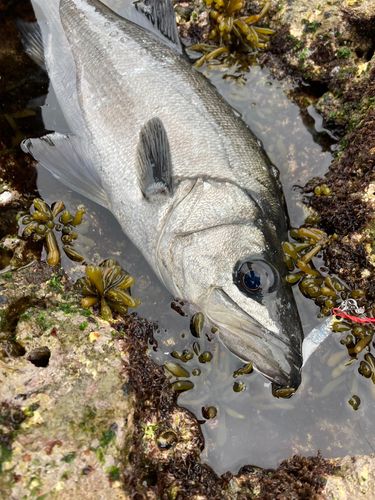 フッコ(ヒラスズキ)の釣果