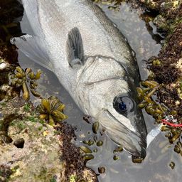 フッコ（ヒラスズキ）