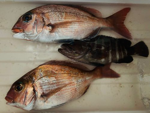 マダイの釣果