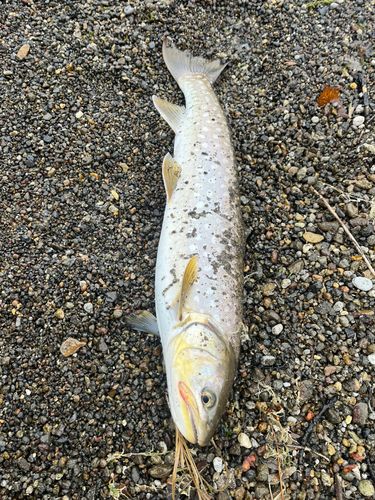 アメマスの釣果