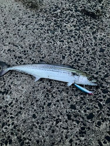 サゴシの釣果