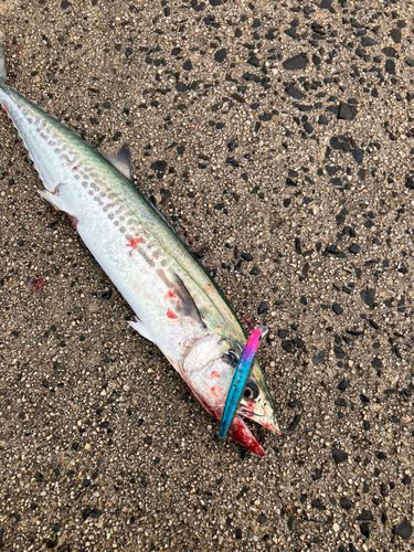 サゴシの釣果