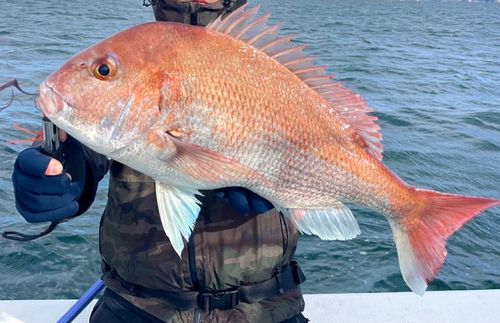 マダイの釣果