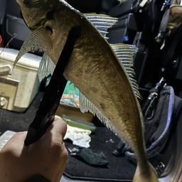 アジ