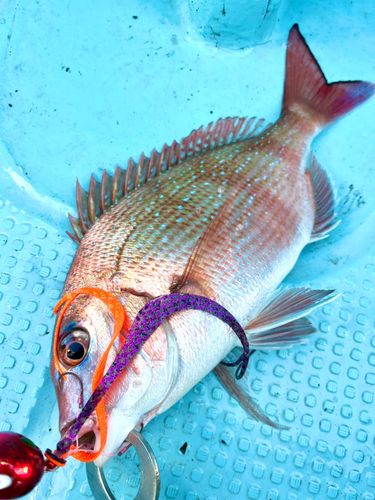 マダイの釣果