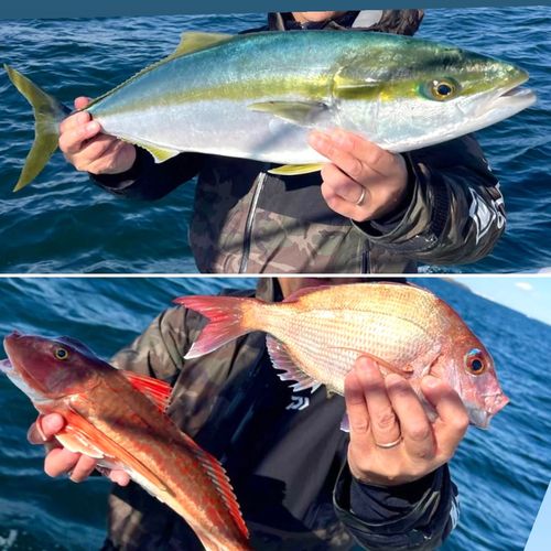 マダイの釣果