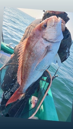 マダイの釣果