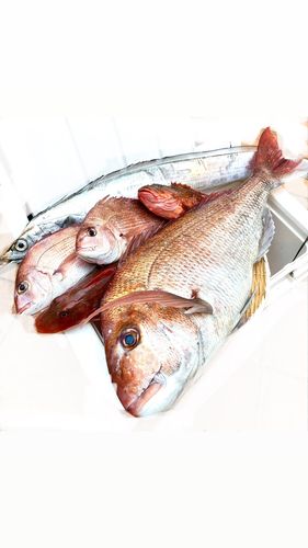 マダイの釣果