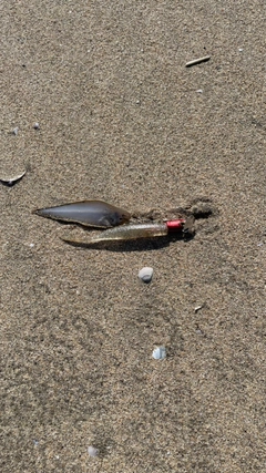 シタビラメの釣果