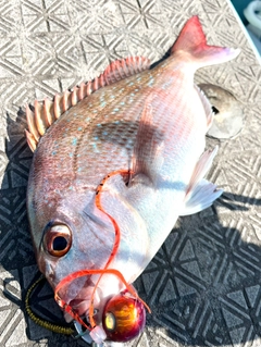 マダイの釣果