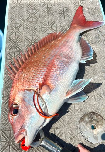 マダイの釣果
