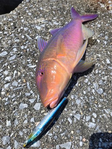 マルクチヒメジの釣果