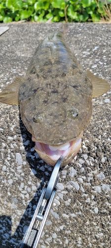 釣果