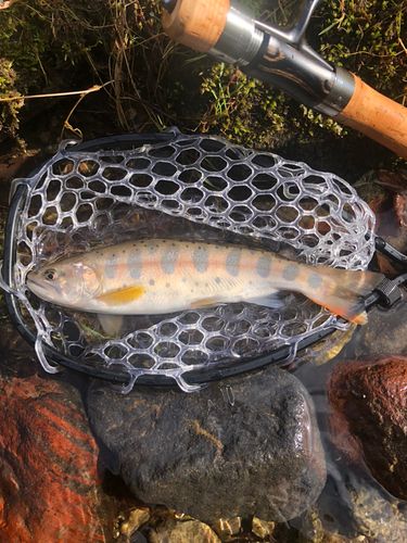 ヤマメの釣果