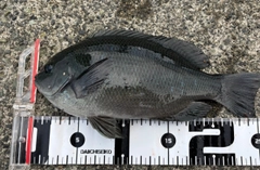 メジナの釣果
