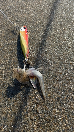 ハゼの釣果