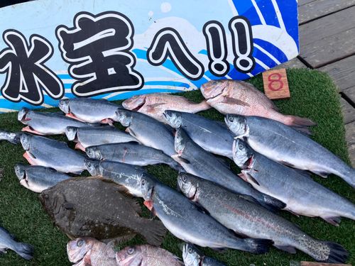 トラウトサーモンの釣果